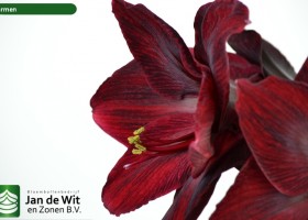 hippeastrum Carmen ® (3)